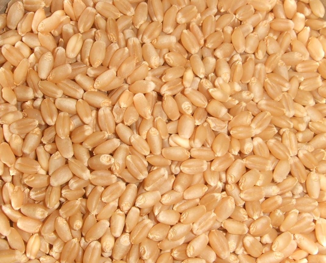 Замените пшеничные зерна. Пшеница сорт Безенчукская золотистая. Семена Яровой мягкой пшеницы. Пшеница дурум. Твердая пшеница дурум.