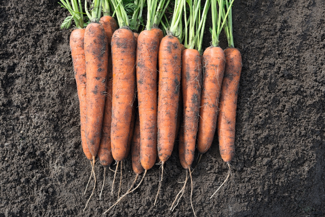 Морковь гибриды. Семена Бейо морковь. Морковь Норвегия f1. Морковь Кордоба f1.